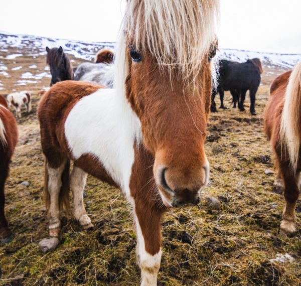 closeup of a shetland pony in a field covered in the grass and snow under a cloudy sky in iceland